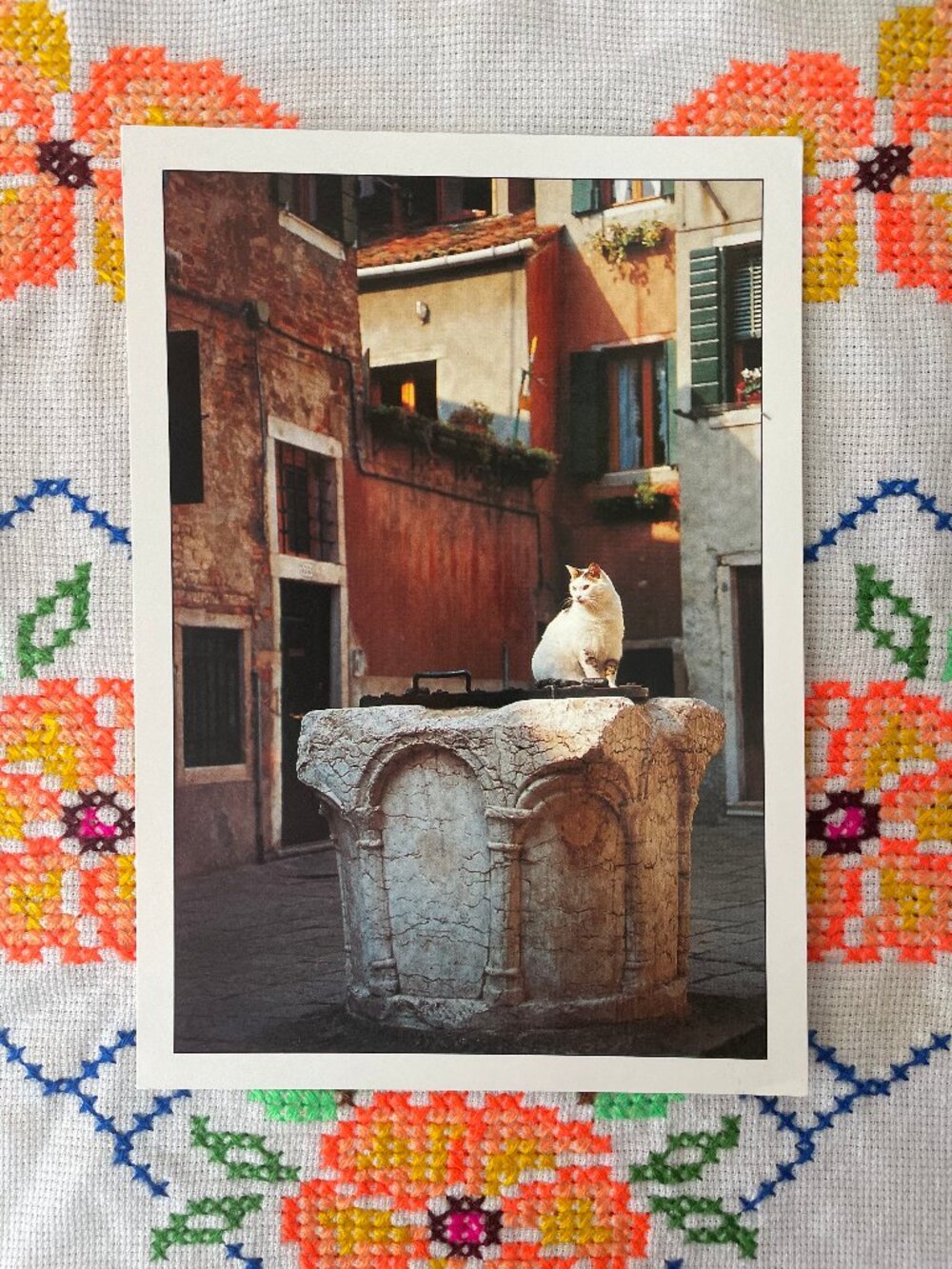 Vintage Venezia Italy Cat Post Card!